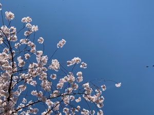 桜＆チューリップ　六甲アイランドでランチ